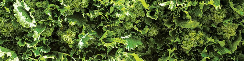 Broccoli Rabe Market Summary