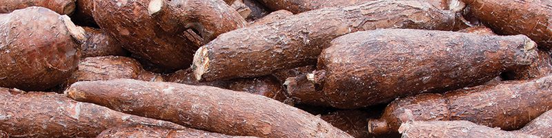 Cassava Market Summary