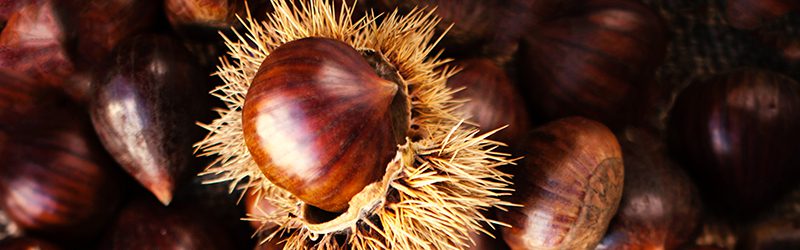 Chestnut Market Summary