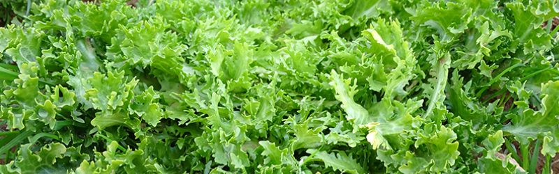 Endive Market Summary