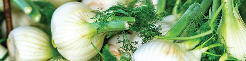 Fennel Market Summary