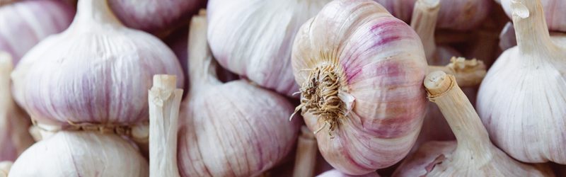Garlic Market Summary