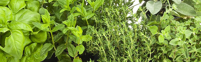 Herbs Market Summary