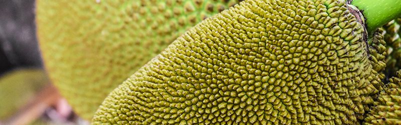 Jackfruit Market Summary