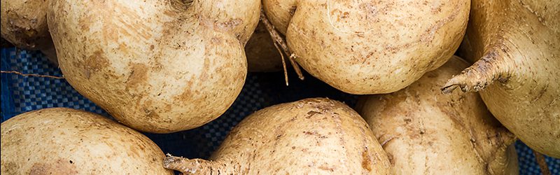 Jicama Market Summary