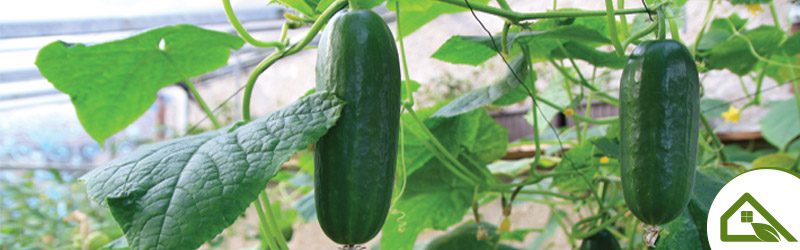 Cucumbers (greenhouse) Market Summary