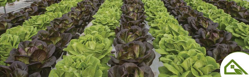 Lettuce & Leafy Greens (greenhouse) Market Summary