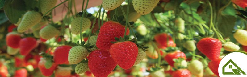 Strawberry (greenhouse) Market Summary