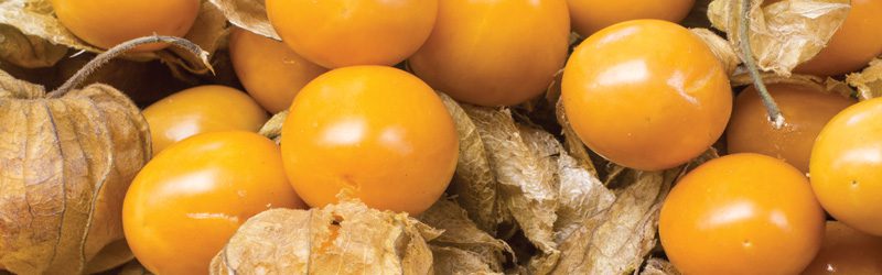 Golden Berry Market Summary