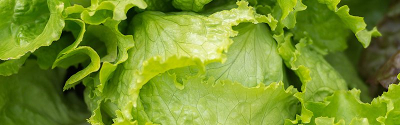 Lettuce Market Summary