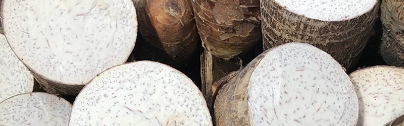 Malanga Market Summary
