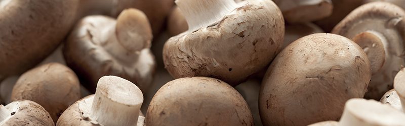 Mushroom Market Summary