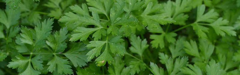 Parsley Market Summary