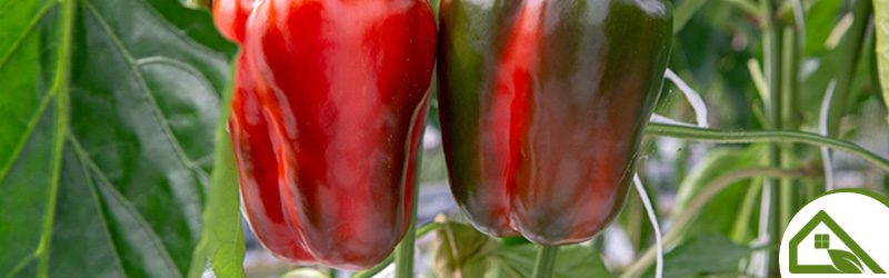 Pepper (greenhouse) Market Summary