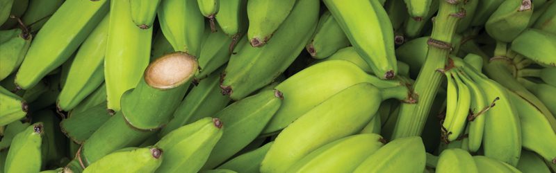 Plantain Market Summary