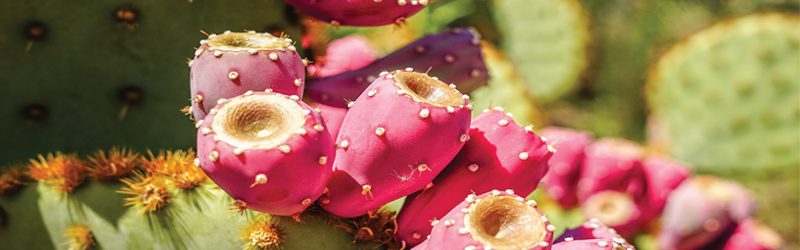 Prickly Pear Market Summary