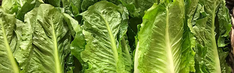 Romaine Market Summary