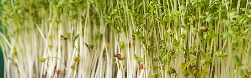 Sprouts Market Summary