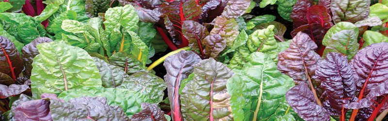 Swiss Chard Market Summary