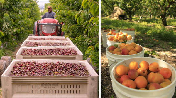 Superfresh Growers starts Northwest summer fruit supplies